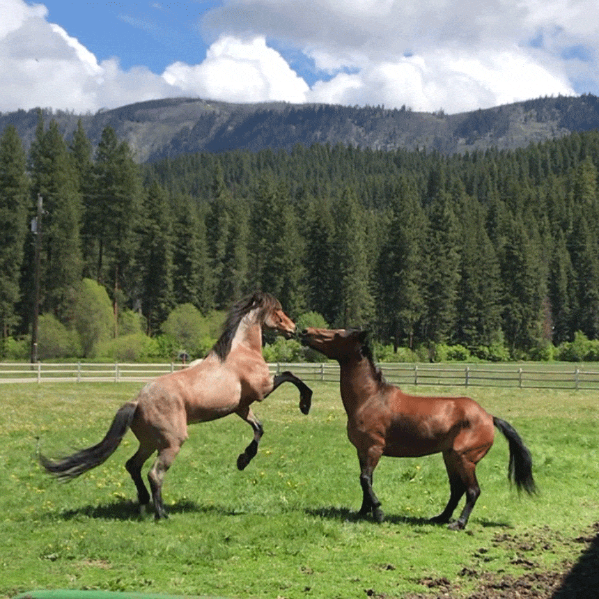 Mustang Mustang Play