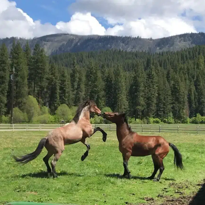 Mustang Mustang Play