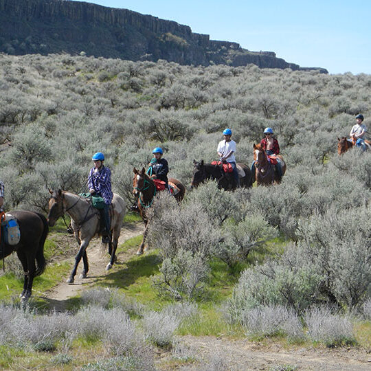 Horses On Trail W Students Web